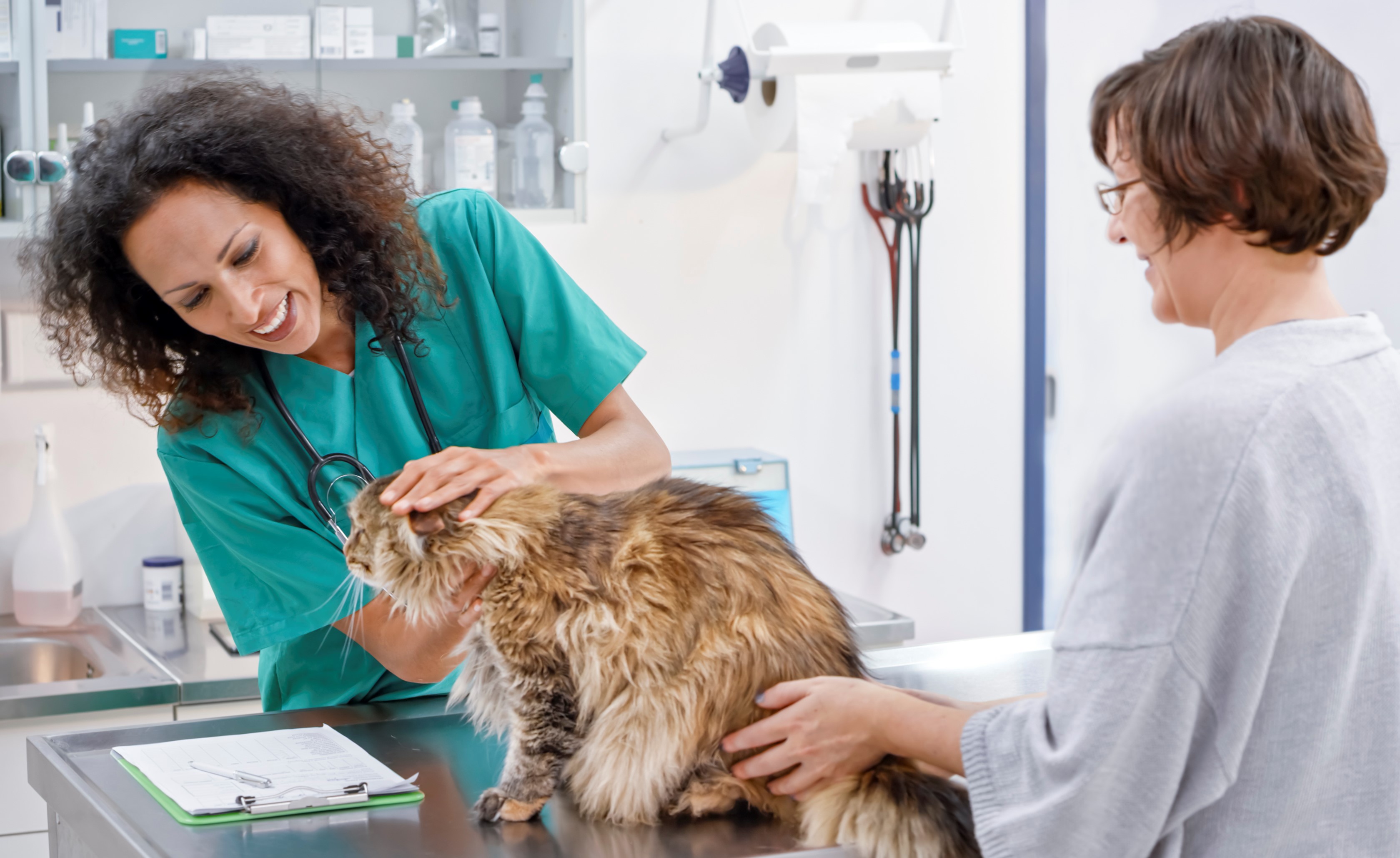 Valley Fever in Pets and Other Animals
